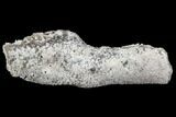 Agatized Fossil Coral Geode - Florida #110169-1